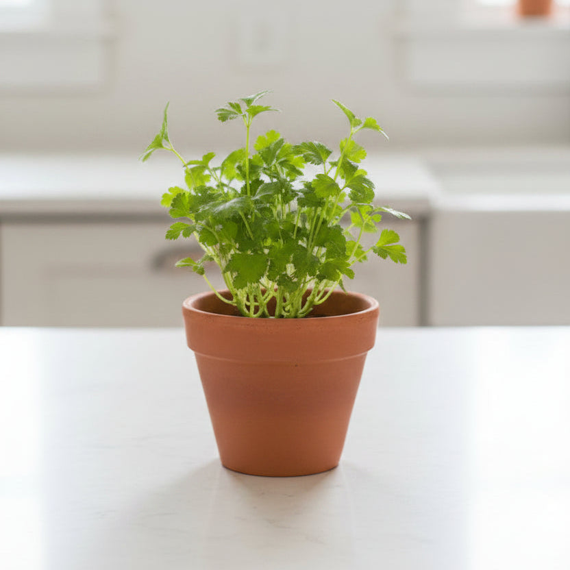Parsley Bundle 18
