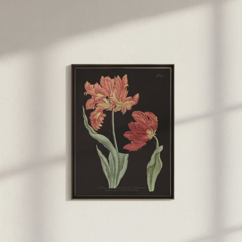 Vintage Tulip Flower B Artwork, 12 X 16 in.