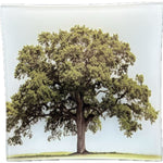 Live Oak Tree Plate, 7.75 in. 1