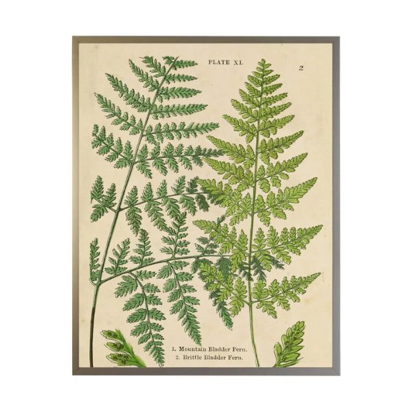 Vintage Shadowbox Fern Collage A, 16 X 12