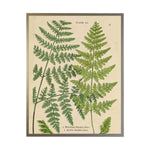 Vintage Shadowbox Fern Collage A, 16 X 12 1
