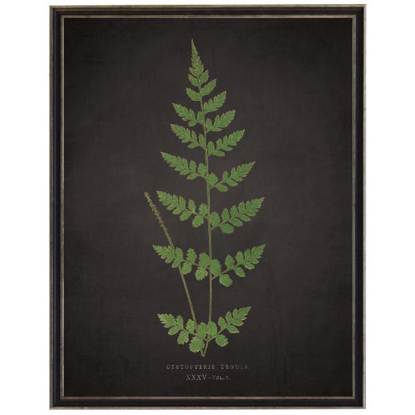 Fern J on Aged Black Background Artwork, 12 X 16 in.