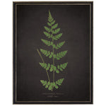 Fern J on Aged Black Background Artwork, 12 X 16 in. 1