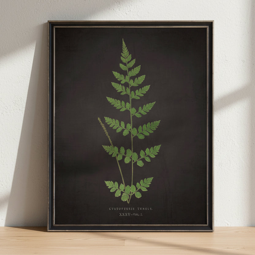 Fern J on Aged Black Background Artwork, 12 X 16 in.