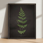 Fern J on Aged Black Background Artwork, 12 X 16 in. 2